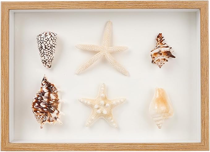 liomey Shell Ornament Christmas Decor 11.69" x 8.27" Coastal Wall Art Wooden Frame with Natural Conch Shells, Nautical Beach Home Decor, Ocean Themed Display for Living Room, Bedroom, Office(Two Large Starfish)