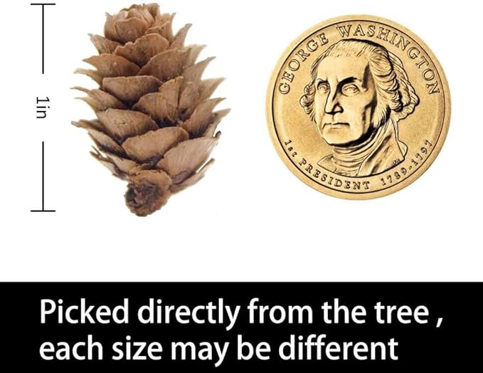 Deloky 400 PCS Christmas Natural Mini Pine Cones- Thanksgiving Pine Cones Ornaments- Fall Small Pinecones Vase Fillers for DIY Crafts, Home Decorations, Fall and Christmas, Wedding Decor