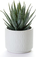 Artificial Succulent Plant in Matte White Ceramic Pot | 6.5" high Dark Green Aloe Plant | Great as desk decor or bathroom decor | beautiful realistic faux succulent with no maintenance